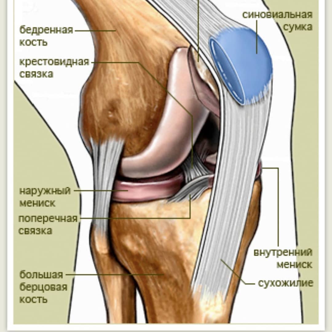 Мениск коленного сустава анатомия